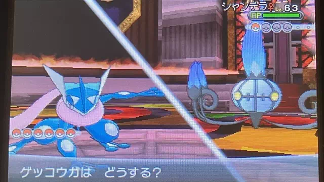 VS 四天王 パキラ2
