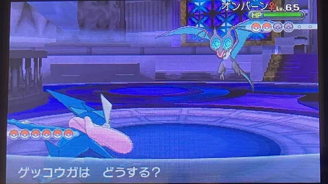 VS 四天王 ドラセナ2