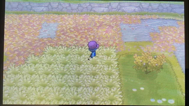 15番道路